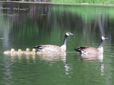 Of Geese and Goslings