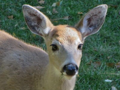 Deer Stare