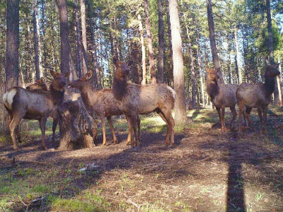 Elk Meeting