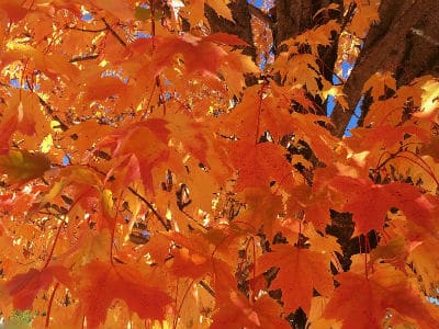 Fall Colors III