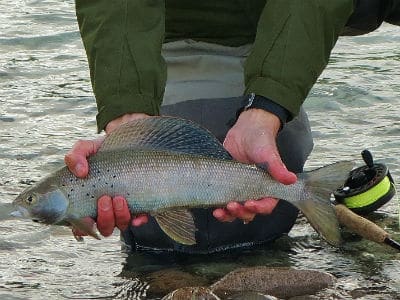 Arctic Grayling and a New Year