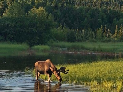 Moose II – Moose Encounter