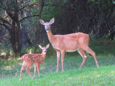 Fawns, Does, and Summertime
