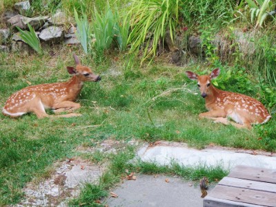 Fawns and Chipmunks