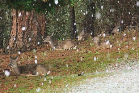 Deer and the Weather