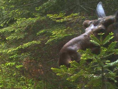 Moose III – Moose Snoot