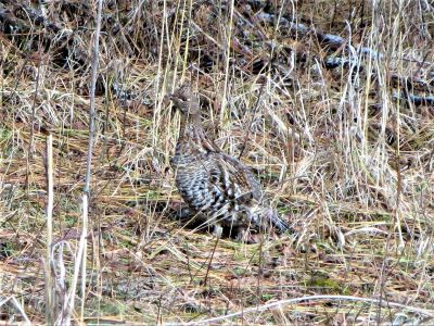 Ruffed Grouse – Springtime in the Mountains – VII