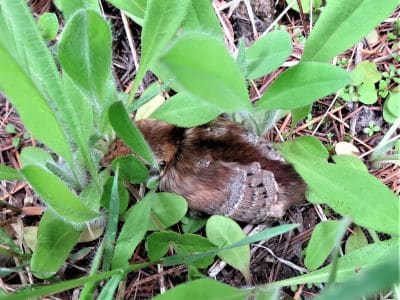 Ruffed Grouse II  Newborn Chick