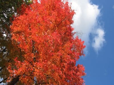 Fall Colors IV