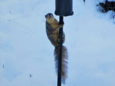 Squirrels and Bird Feeders