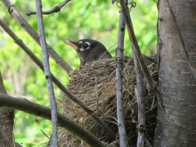 Robin on Nest