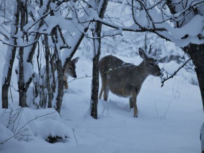 Deer and the Weather – III