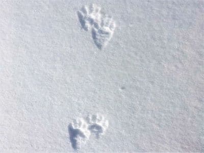 Snow Tracks – Raccoon