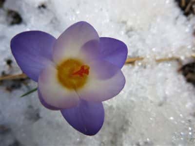 Snow Flowers I