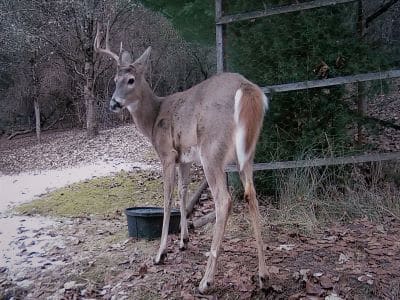 One-Antlered Deer