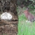Snowshoe Hare Color Change II