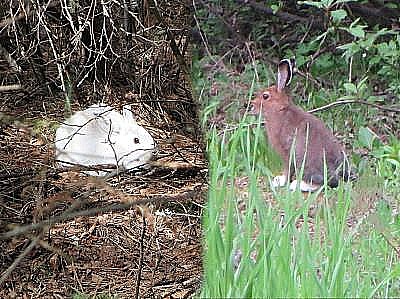 Snowshoe Hare Color Change II