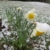Snow Flowers II