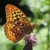 Butterflies III – Great Spangled Fritillary