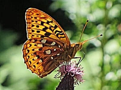 Butterflies III – Great Spangled Fritillary